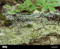 Attēlu rezultāti vaicājumam “Phleogena faginea young”