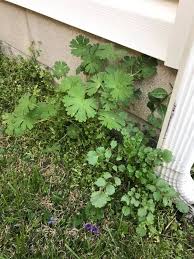 Attēlu rezultāti vaicājumam “Geranium sylvaticum leaf”