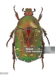 Attēlu rezultāti vaicājumam “Cetonia aurata imago”