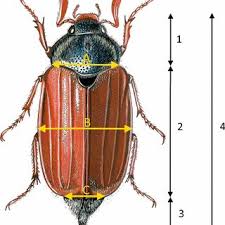 Attēlu rezultāti vaicājumam “Melolontha melolontha”