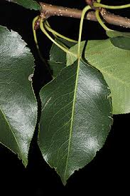 Attēlu rezultāti vaicājumam “Pyrus communis”