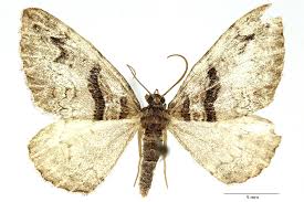 Attēlu rezultāti vaicājumam “Pareulype berberata”