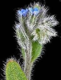 Attēlu rezultāti vaicājumam “Myosotis micrantha”