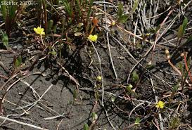 Attēlu rezultāti vaicājumam “Ranunculus flammula”