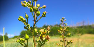 Attēlu rezultāti vaicājumam “Sclerophora farinacea”