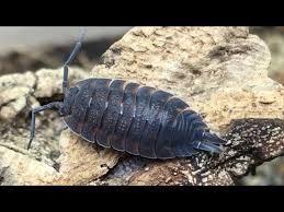 Attēlu rezultāti vaicājumam “Porcellio scaber”