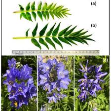 Attēlu rezultāti vaicājumam “Polemonium caeruleum leaf”