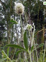 Attēlu rezultāti vaicājumam “Trifolium montanum leaf”