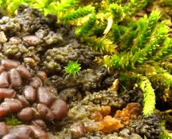 Attēlu rezultāti vaicājumam “Collema”