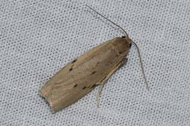 Attēlu rezultāti vaicājumam “Pelosia muscerda”