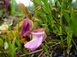 Attēlu rezultāti vaicājumam “Lentibulariaceae”