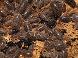 Attēlu rezultāti vaicājumam “Quedius dilatatus”