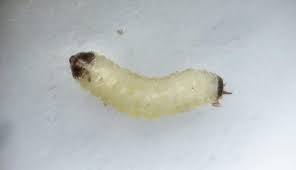 Attēlu rezultāti vaicājumam “Proutia betulina larva”
