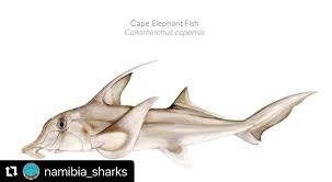 Image result for Callorhinchus capensis