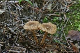 Attēlu rezultāti vaicājumam “Pholiota heteroclita”