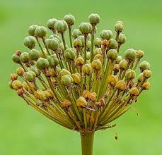 Attēlu rezultāti vaicājumam “Dactylorhiza russowii bud”