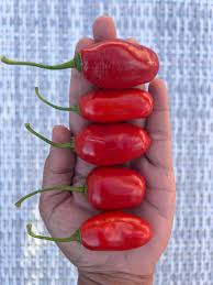 Afbeeldingsresultaat voor red rocoto hot pepper