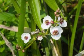 Attēlu rezultāti vaicājumam “Sagittaria sagittifolia”