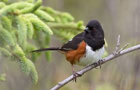 Image result for Pipilo erythrophthalmus