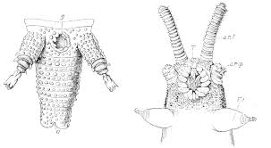 Attēlu rezultāti vaicājumam “Capsus ater imago”