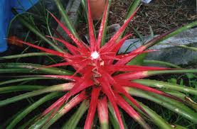 Attēlu rezultāti vaicājumam “Sylvicola sp.”