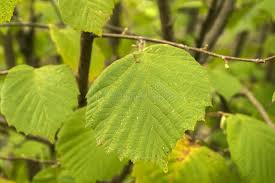 Attēlu rezultāti vaicājumam “Corylus avellana leaf”