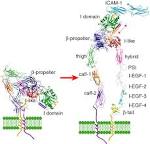 The Jin Lab: Laboratory for Protein Engineering and Nanomedicine