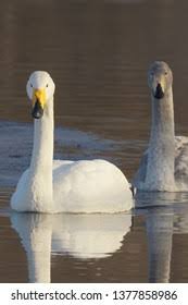 Attēlu rezultāti vaicājumam “Cygnus cygnus adult”