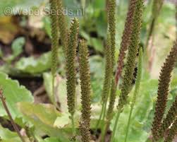 Attēlu rezultāti vaicājumam “Plantago major”