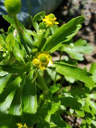 Attēlu rezultāti vaicājumam “Ranunculus sceleratus flower”