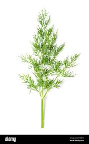 Attēlu rezultāti vaicājumam “Anethum graveolens leaf”