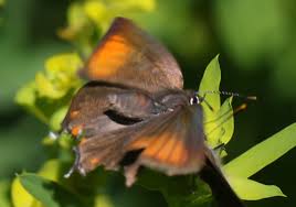 Attēlu rezultāti vaicājumam “Satyrium ilicis underside”
