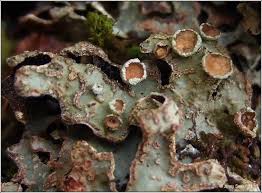 Attēlu rezultāti vaicājumam “Parmelia sulcata”