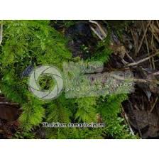 Attēlu rezultāti vaicājumam “Thuidium tamariscinum”