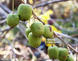 Attēlu rezultāti vaicājumam “Actinidia kolomikta fruit”