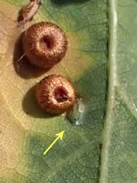 Attēlu rezultāti vaicājumam “Trioza dispar”