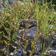 Attēlu rezultāti vaicājumam “Epilobium montanum leaf”