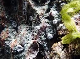 Attēlu rezultāti vaicājumam “Phlyctis agelaea”