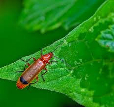 Attēlu rezultāti vaicājumam “Rhagonycha fulva”