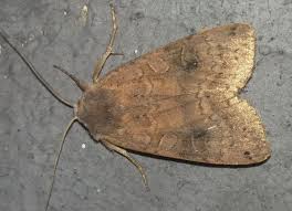 Attēlu rezultāti vaicājumam “Xestia baja”