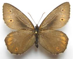 Attēlu rezultāti vaicājumam “Oeneis jutta”