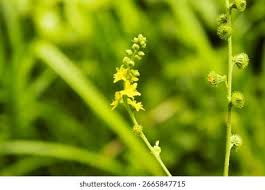 Attēlu rezultāti vaicājumam “Agrimonia pilosa”