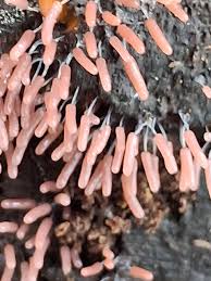 Attēlu rezultāti vaicājumam “Stemonitopsis subcaespitosa”