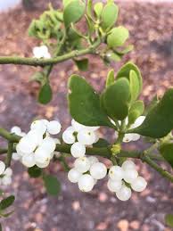 Attēlu rezultāti vaicājumam “Santalaceae”