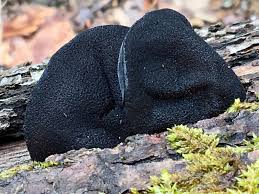 Attēlu rezultāti vaicājumam “Exidia truncata”