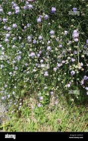 Image result for Scabiosa canescens