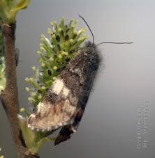 Attēlu rezultāti vaicājumam “Archiearis parthenias”