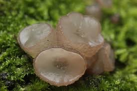 Attēlu rezultāti vaicājumam “Ombrophila violacea spores”