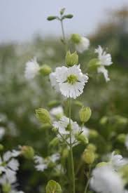 Attēlu rezultāti vaicājumam “Silene chlorantha”