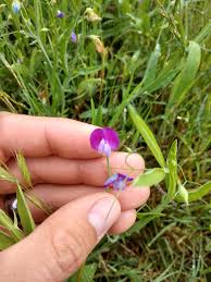 Attēlu rezultāti vaicājumam “Lathyrus sylvestris bud”